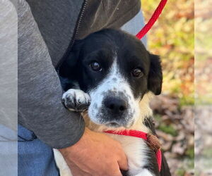 Colonial Cocker Spaniel-Unknown Mix Dogs for adoption in Yardley, PA, USA
