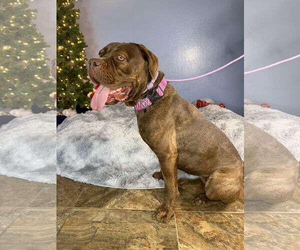 Medium Photo #3 Mutt Puppy For Sale in Goodyear, AZ, USA