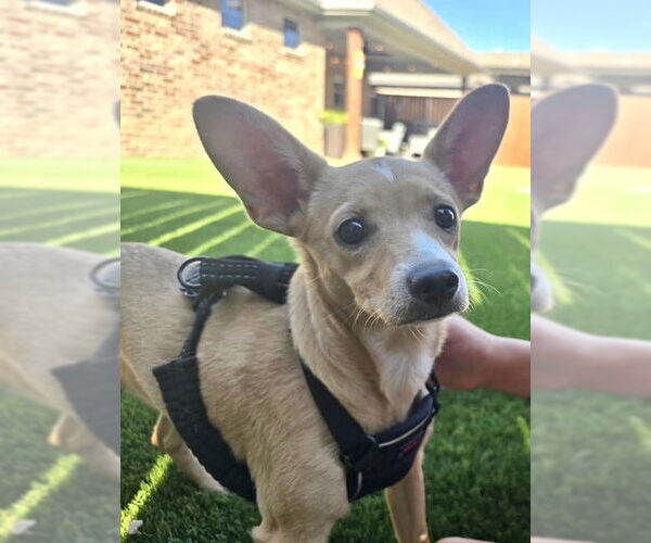 Medium Photo #3 Chihuahua-Unknown Mix Puppy For Sale in Grafton, WI, USA