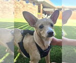Small #2 Chihuahua Mix