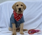 Small Photo #3 Labrador Retriever Puppy For Sale in SEATTLE, WA, USA