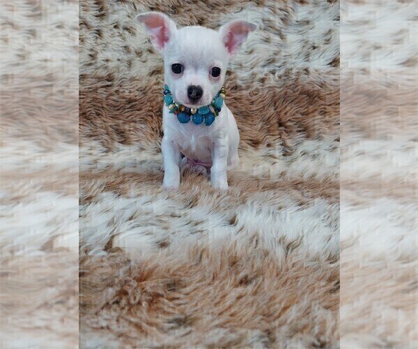 Medium Photo #4 Chihuahua Puppy For Sale in BOSTON, MA, USA