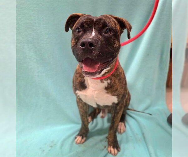 Medium Photo #2 Boxer-Staffordshire Bull Terrier Mix Puppy For Sale in Long Beach, CA, USA