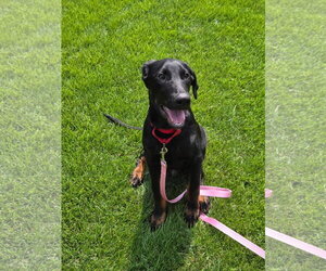 Dash - Male Doberman Pinscher-Unknown Mix Dog for Adoption - Photo #7