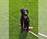 Small #6 Doberman Pinscher Mix