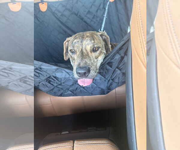 Medium Photo #4 American Pit Bull Terrier-Unknown Mix Puppy For Sale in Rowlett, TX, USA