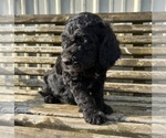 Small Photo #4 Goldendoodle Puppy For Sale in CONWAY, AR, USA