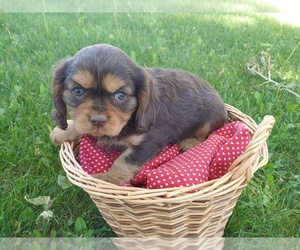 Cavalier King Charles Spaniel Puppy for sale in CANON CITY, CO, USA