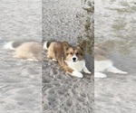 Small Photo #1 American Corgi Puppy For Sale in SANDY VALLEY, NV, USA