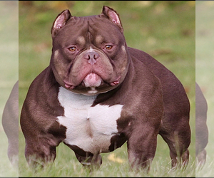 Father of the American Bully puppies born on 04/03/2022