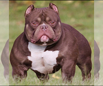 Small Photo #1 American Bully Puppy For Sale in APPLE VALLEY, MN, USA