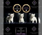Small Photo #8 French Bulldog Puppy For Sale in WARSAW, IN, USA