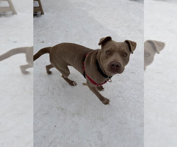 Medium Photo #2 Mutt Puppy For Sale in Elmsford, NY, USA