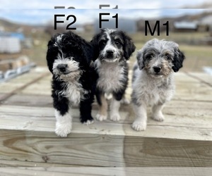 Aussiedoodle Miniature  Puppy for sale in COALVILLE, UT, USA