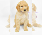 Small Photo #7 Poodle (Standard) Puppy For Sale in CEDAR CITY, UT, USA