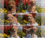 Small #6 Goldendoodle (Miniature)