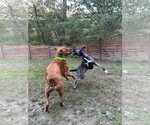 Small #11 Mutt