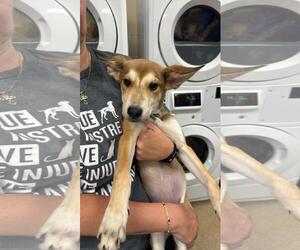 Siberian Husky-Unknown Mix Dogs for adoption in Rockwall, TX, USA
