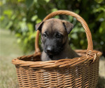 Small #6 Belgian Malinois