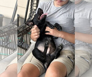 Miniature - Male Labrador Retriever-Unknown Mix Dog for Adoption - Photo #3