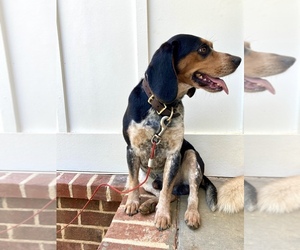 Father of the Beagle puppies born on 03/14/2026