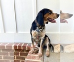 Small Photo #1 Beagle Puppy For Sale in PELL CITY, AL, USA