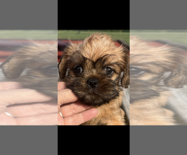 Medium Photo #4 Brussels Griffon Puppy For Sale in NILES, MI, USA