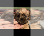 Small #3 Brussels Griffon