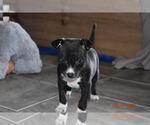 Small #1 Chihuahua Mix