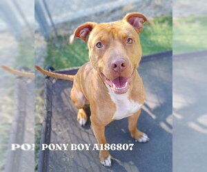 Staffordshire Bull Terrier-Unknown Mix Dogs for adoption in Pasadena, TX, USA