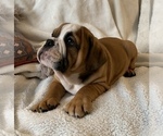 Small Photo #5 English Bulldog Puppy For Sale in JOHNS ISLAND, SC, USA