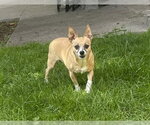 Small Photo #7 Chipin Puppy For Sale in San Francisco, CA, USA