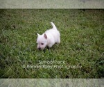 Small Photo #2 West Highland White Terrier Puppy For Sale in PLEASANTON, KS, USA