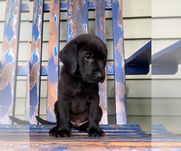 Medium Photo #1 Labrador Retriever Puppy For Sale in READING, PA, USA