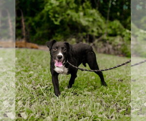 Mutt Dogs for adoption in Sparta, TN, USA