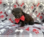 Small #3 Aussiedoodle Miniature 
