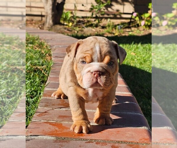 Medium Photo #1 Bulldog Puppy For Sale in RIVERSIDE, CA, USA