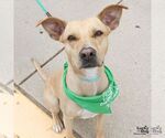 Small #9 Labrador Retriever Mix
