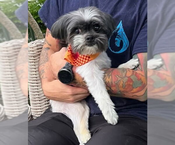 Medium Photo #2 Shih Tzu Puppy For Sale in oakland, FL, USA