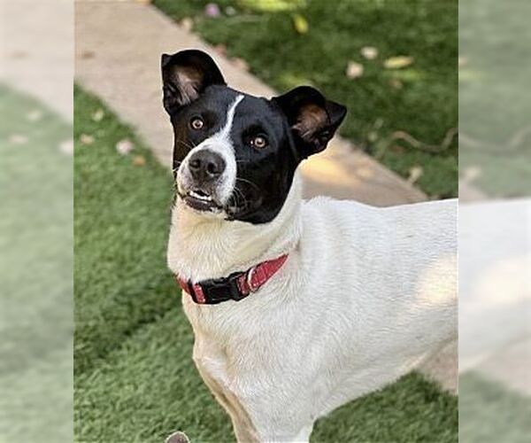 Medium Photo #2 Border Collie-Rat Terrier Mix Puppy For Sale in Dana Point, CA, USA
