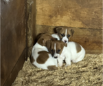 Small Photo #3 Jack Russell Terrier Puppy For Sale in MIDDLEBORO, MA, USA