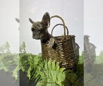Small #2 Faux Frenchbo Bulldog