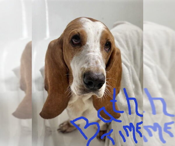 Medium Photo #3 Basset Hound Puppy For Sale in Deepwater, NJ, USA