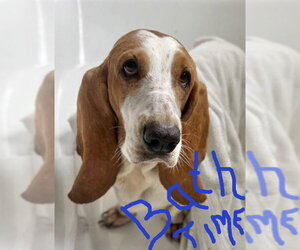 JAZZY - Female Basset Hound Dog for Adoption - Photo #3
