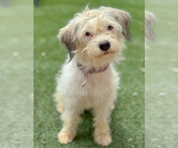 Medium Photo #4 Mutt Puppy For Sale in PIPE CREEK, TX, USA