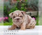 Image preview for Ad Listing. Nickname: Chip