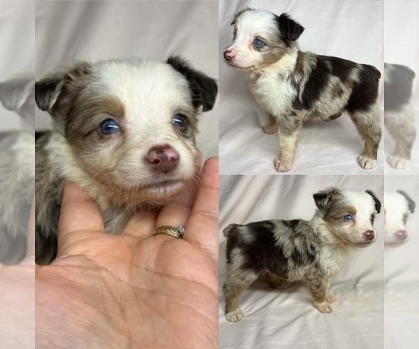 Medium Photo #6 Miniature Australian Shepherd Puppy For Sale in BROOKER, FL, USA