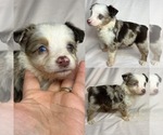 Small Photo #6 Miniature Australian Shepherd Puppy For Sale in BROOKER, FL, USA