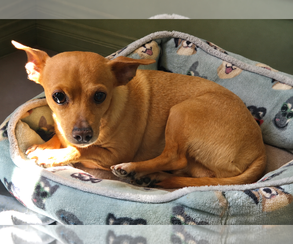 Medium Photo #2 Chihuahua Puppy For Sale in Fallbrook, CA, USA