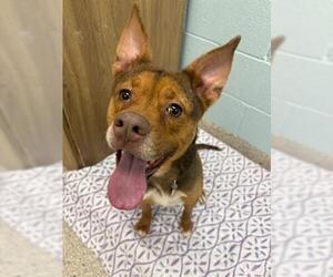 American Pit Bull Terrier-Unknown Mix Dogs for adoption in Brighton, CO, USA